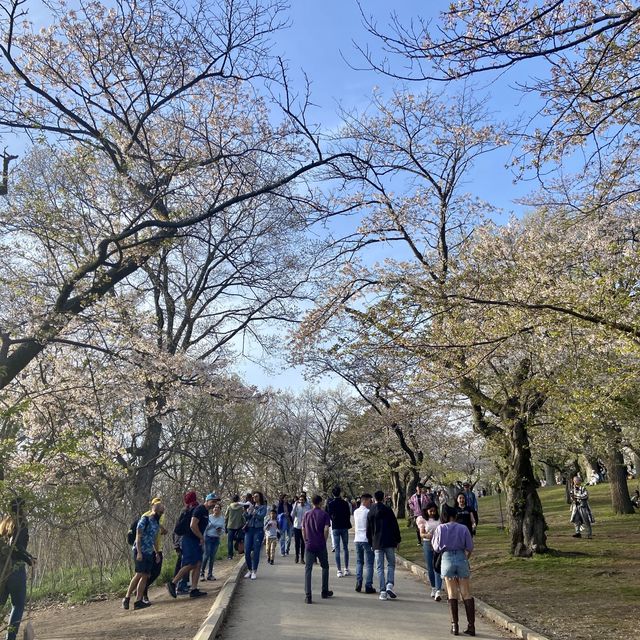 High Park - Cherry Blossoms 🇨🇦