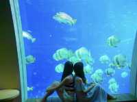 【水族館ホテル⁉︎】贅沢すぎる水族館ビュールームにステイ！