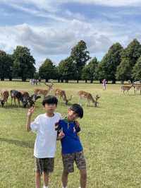 睇鹿聖地 | 英國近郊大公園