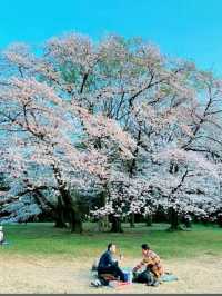 東京《都立砧公園》🌸激罕🌸超大櫻花樹🌸