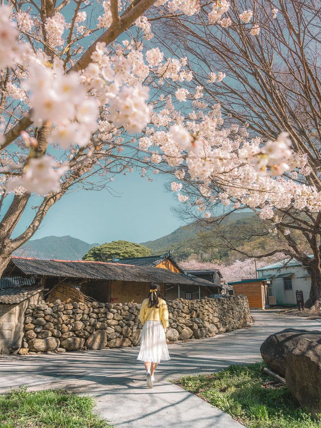 🌸 구례 산수유 마을 🌼