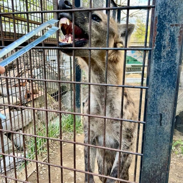 🦘札幌北部野生動物園🦔日本最危險的動物園