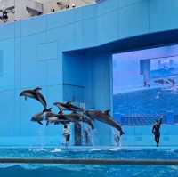 🐋横濱八景島海島樂園🦭島上的水族館和機動遊戲