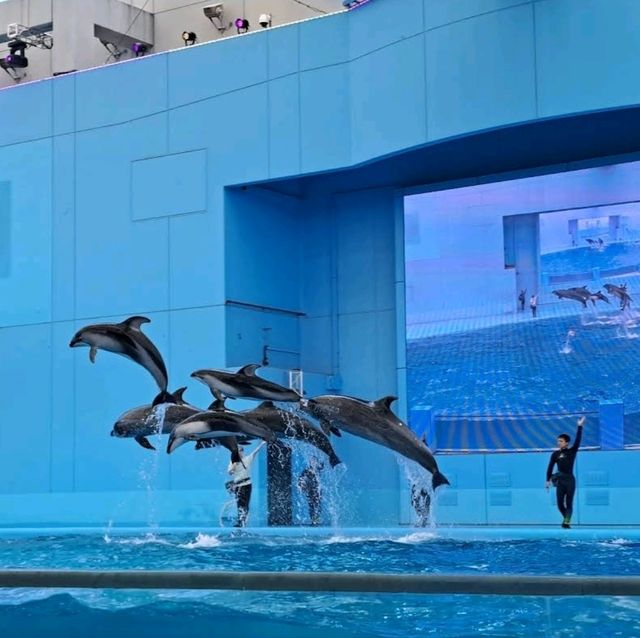 🐋横濱八景島海島樂園🦭島上的水族館和機動遊戲