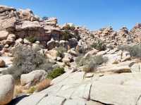 Joshua Tree National Park: A Desert Adventure Wonderland 🌵🎢