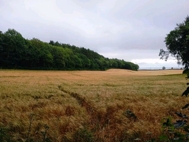 Dewstow Estate Caldicot, Highmoor Hill and Slade Wood 