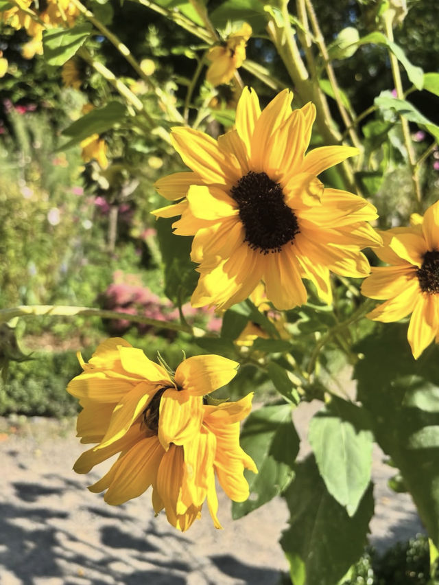 與自然共舞——科隆植物園 與自然共舞——科隆植物園