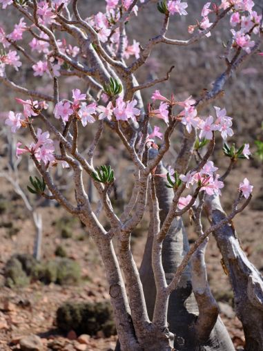 2026 Recommended Flower viewing in Yemen (Updated July)| Trip Moments