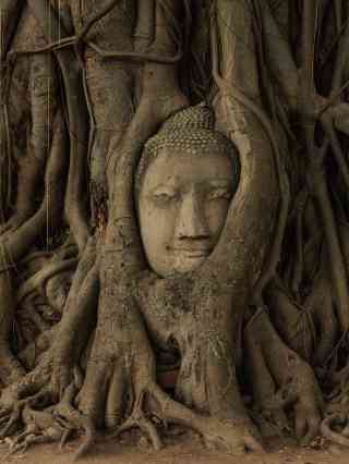 泰國七大奇觀世界遺產//樹中佛(瑪哈泰寺Wat Mahathat)｜Trip.com 大城
