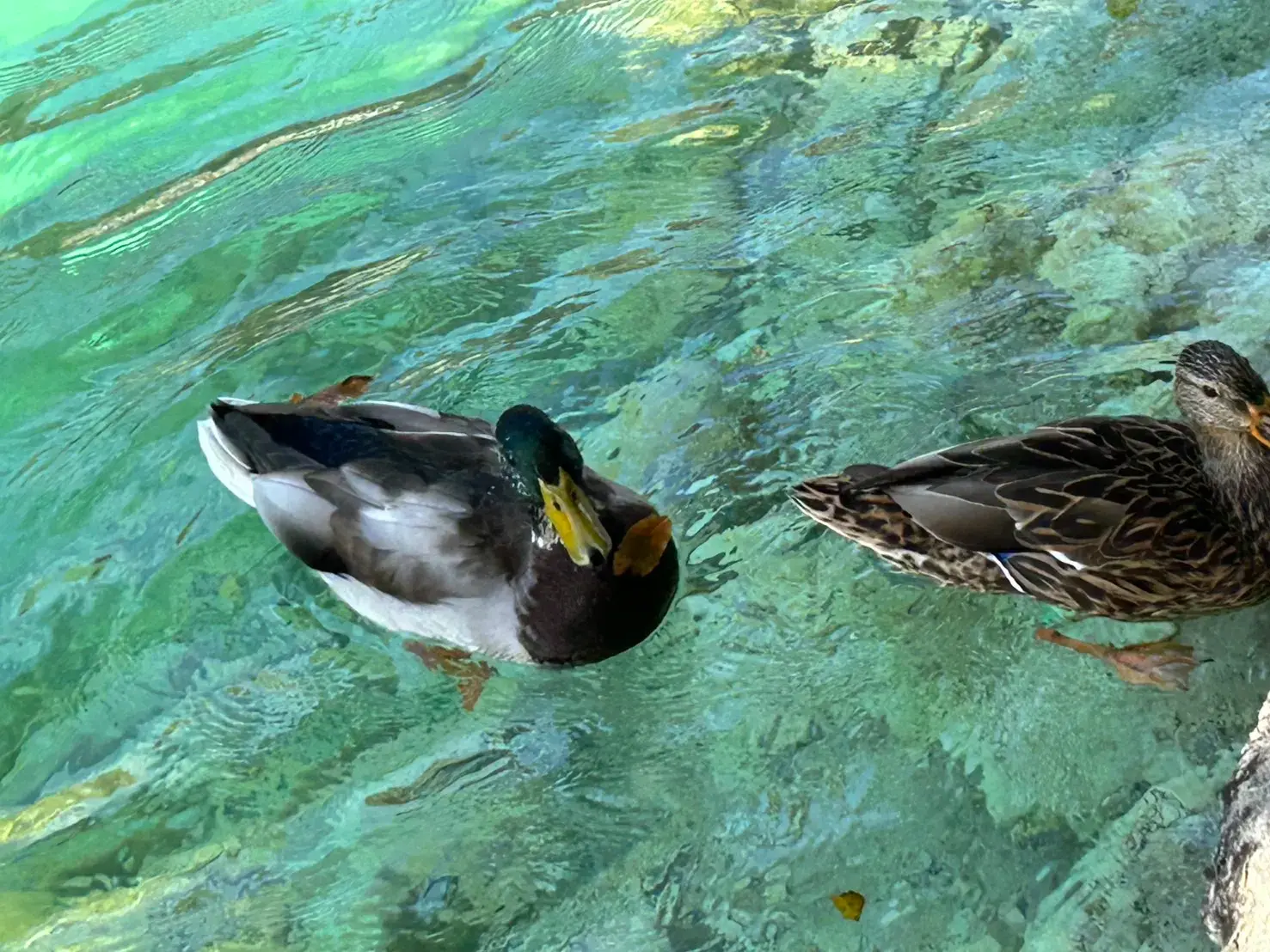 Stepping into Croatia's Fairytale: Exploring Plitvice Lakes with Trip.com