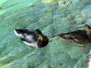 Following Trip.com's recommendations, let's step into the fairytale world of Croatia—a journey through the Plitvice Lakes.