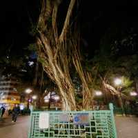 Nightwalk @ Banyan Tree Head 
