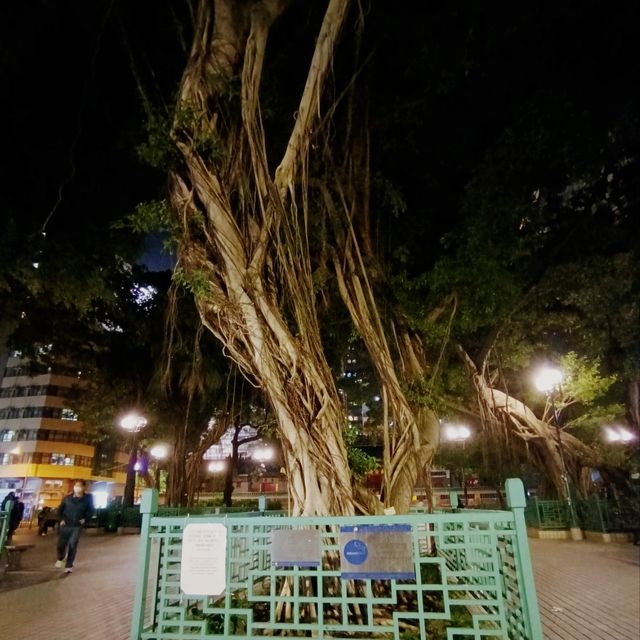 Nightwalk @ Banyan Tree Head 
