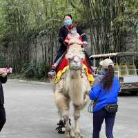 Fun experience at Shenzhen Safari Park