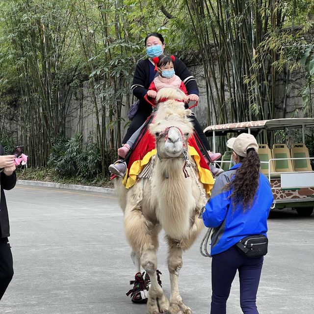 Fun experience at Shenzhen Safari Park
