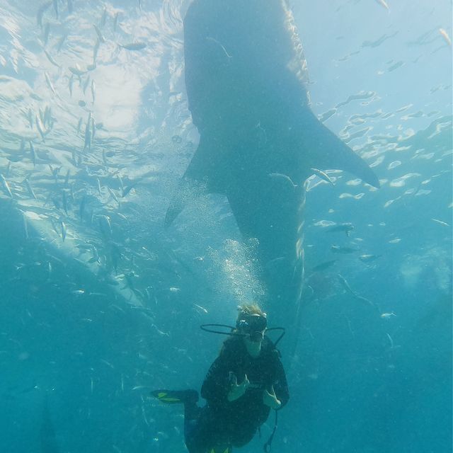 Diving with whale sharks 🇵🇭 