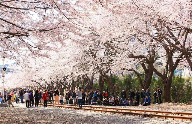 Don't miss the cherry blossoms in Zhenhai when enjoying cherry blossoms in Korea.