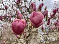 Early spring at the Royal Botanical Gardens in Canada.