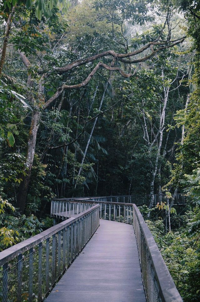 Must-read before visiting Treetop Walk