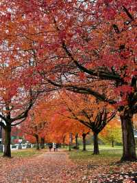 溫哥華史丹利公園攻略，教你玩出不一樣的風景