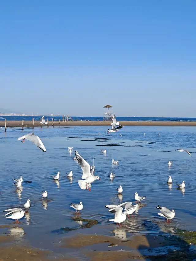 Have you seen the sea in winter? It has a unique beauty! You must see the sea in Qinhuangdao in winter! The seaside in early winter is quiet, clear, and chilly