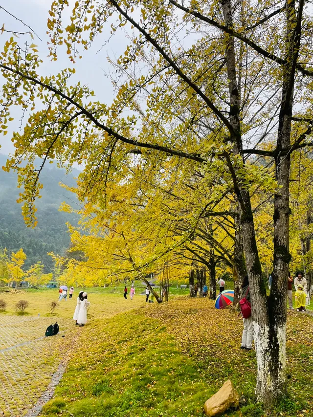 雨中的帽子峰景區