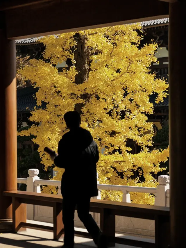 The autumn of Jingci Temple in Hangzhou has a beauty that even Kyoto can't match