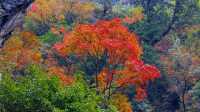 芦山的大深山裡的彩林秘境：大川河