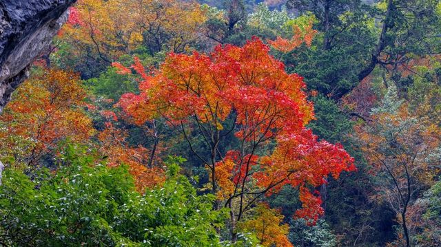 芦山的大深山裡的彩林秘境：大川河