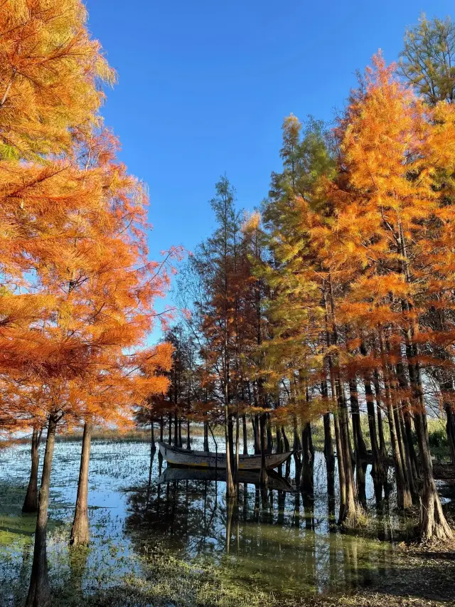 大理小眾觀紅杉景點