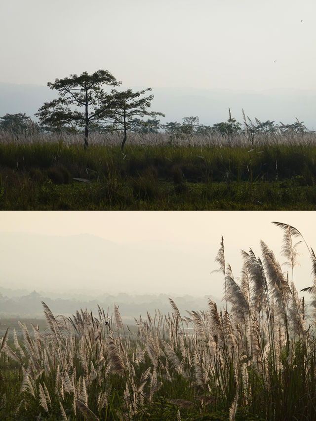 狂野奇特旺，叢林裡追逐遺產級的亞洲獨角犀牛