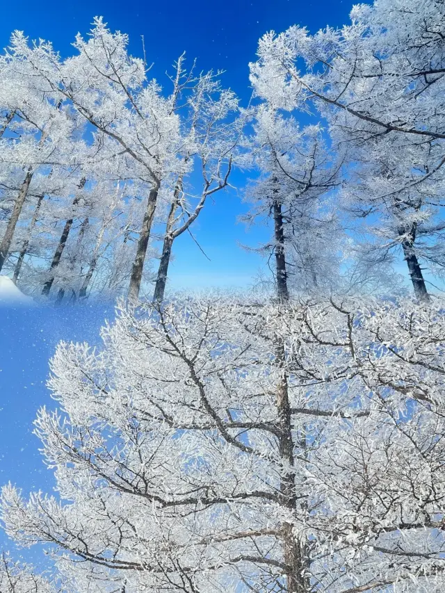 冬日仙境：白狼峰的霧凇奇觀與阿爾山秘境之旅