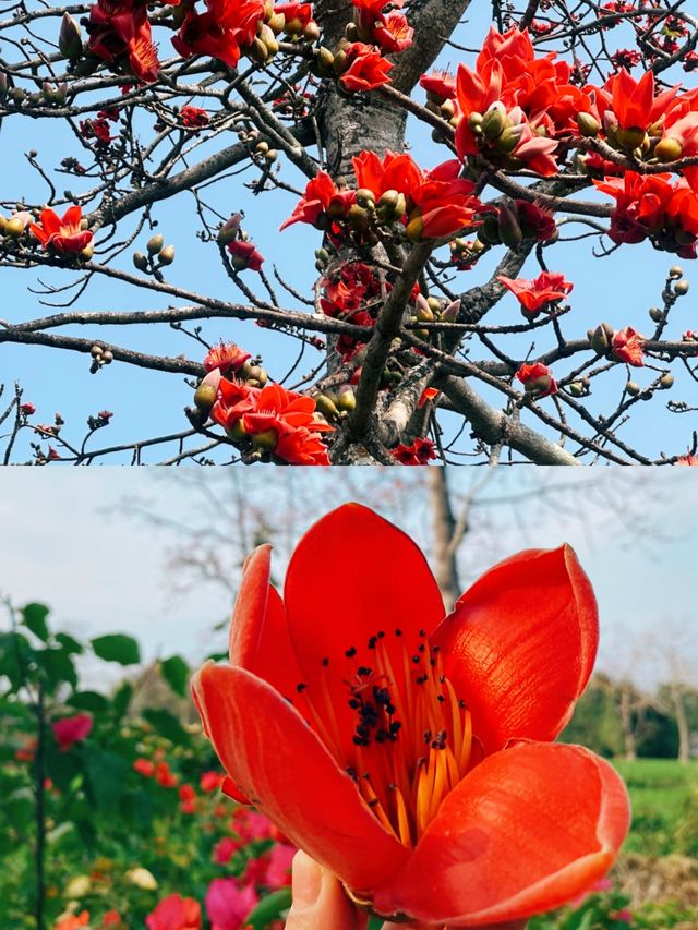 春天才有的浪漫|相約海南昌江·遊賞木棉花