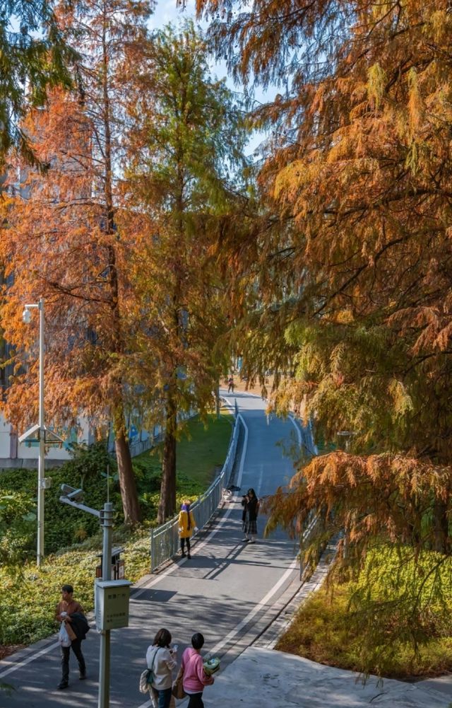 冬日陽光下，廣州天河公園的落羽杉可美