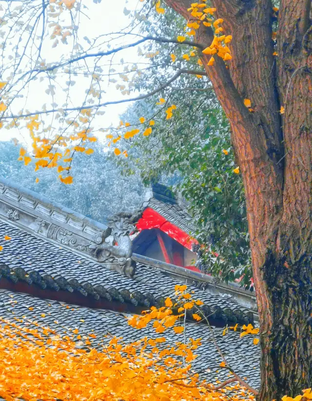 청두의 문수원에 와서, 조용한 붉은 벽과 녹색 지붕에 빠져서, 내심의 평온함을 찾습니다