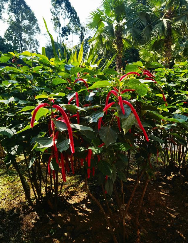 西雙版納｜愛麗絲夢遊仙境｜中科院植物園