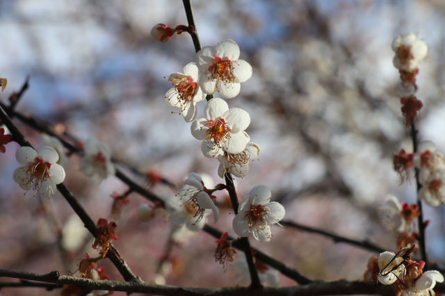 腊月梅花撲鼻香（三）