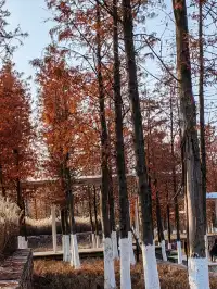 南昌｜魚尾洲公園的紅杉林也太美了吧