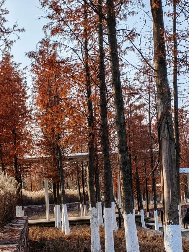 南昌｜魚尾洲公園的紅杉林也太美了吧