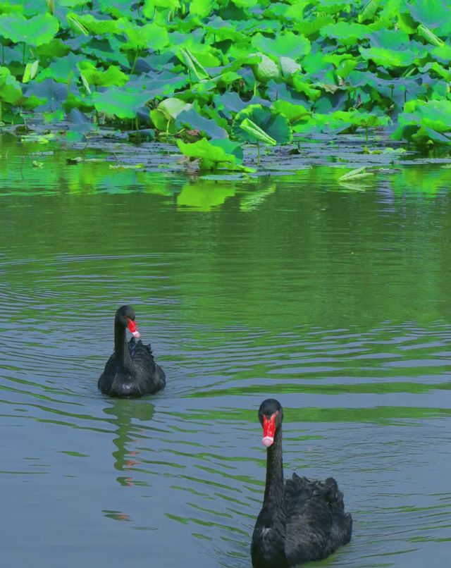 這個公園也太哇噻了，我的秘密基地思賢公園