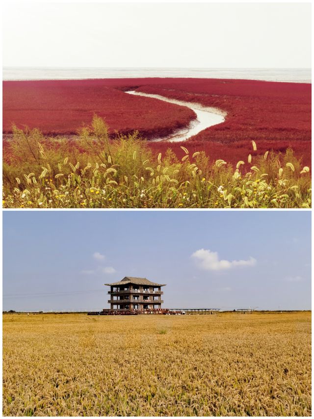 紅色海灘黃色稻田，紅黃相映舉世無雙