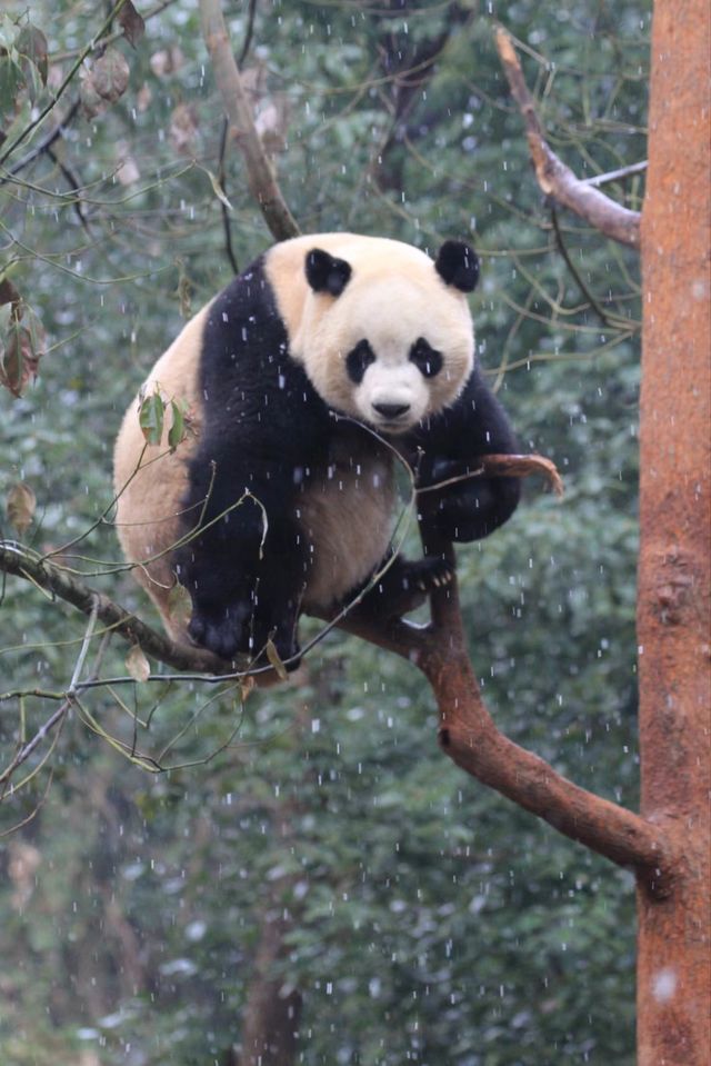 雪天裡的功夫熊貓