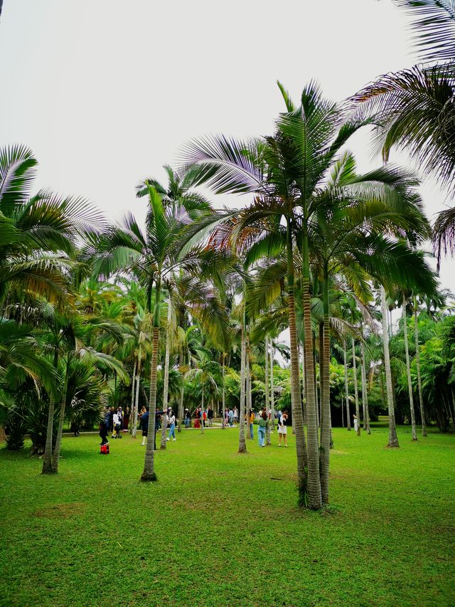 雲南西雙版納 | 一起漫遊中科院植物園吧