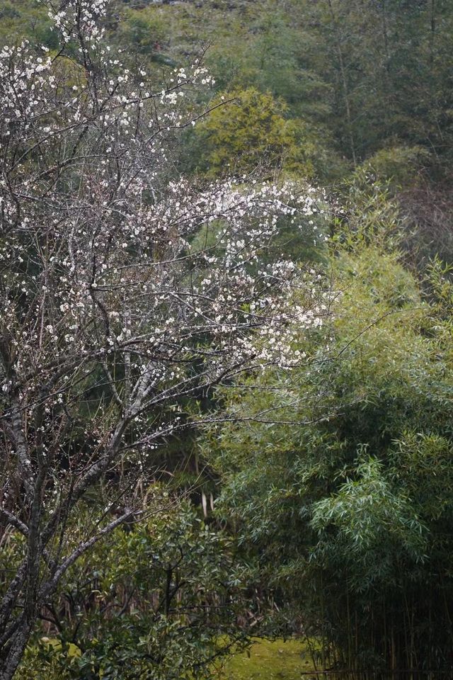 景德鎮酒店｜赴梅花之約，住進可以入眠的美術館