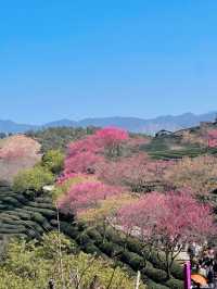 春節好去處｜在福建！！藏在漫畫裡的櫻花園