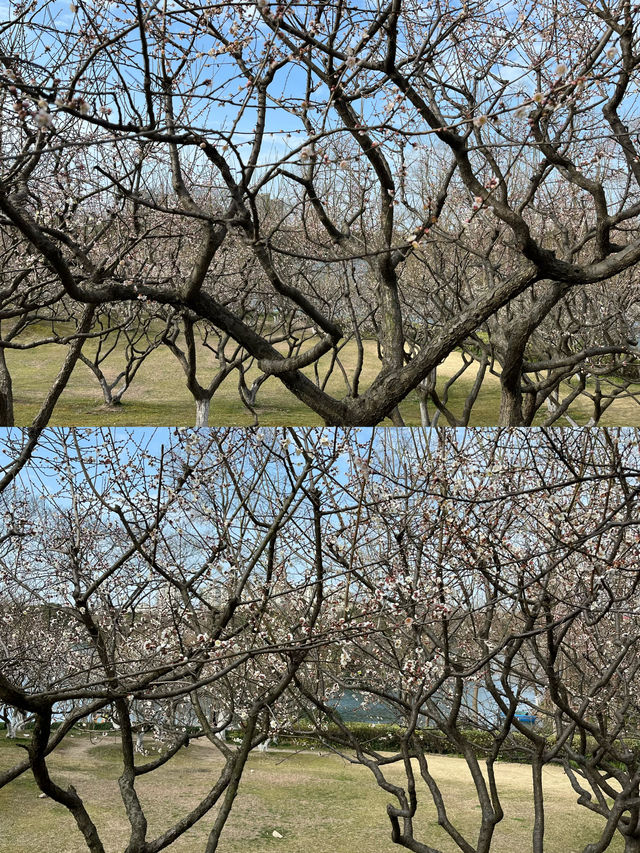 感受春天 - 閔行體育公園的早春梅花