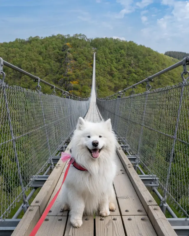 Cross the Hängebrücke Geierlay: A Thrilling Adventure in Germany! 🇩🇪😍