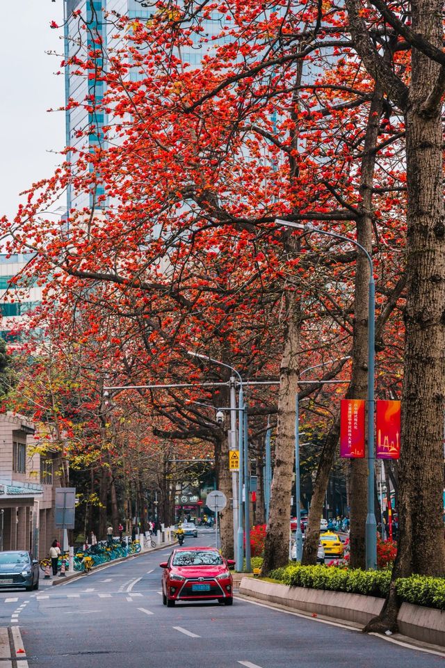 花城春早，最是一抹木棉紅
