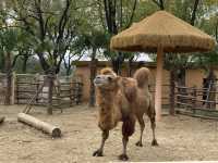 在武漢·武漢動物園新手入園攻