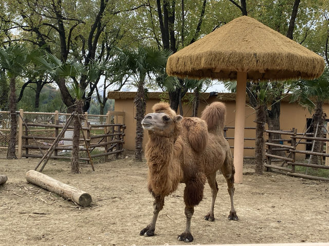 在武漢·武漢動物園新手入園攻